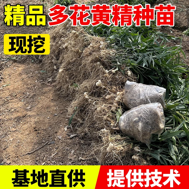 四川多花黄精苗老虎姜苗猫儿姜种苗基地现挖现发批发高杆不倒苗