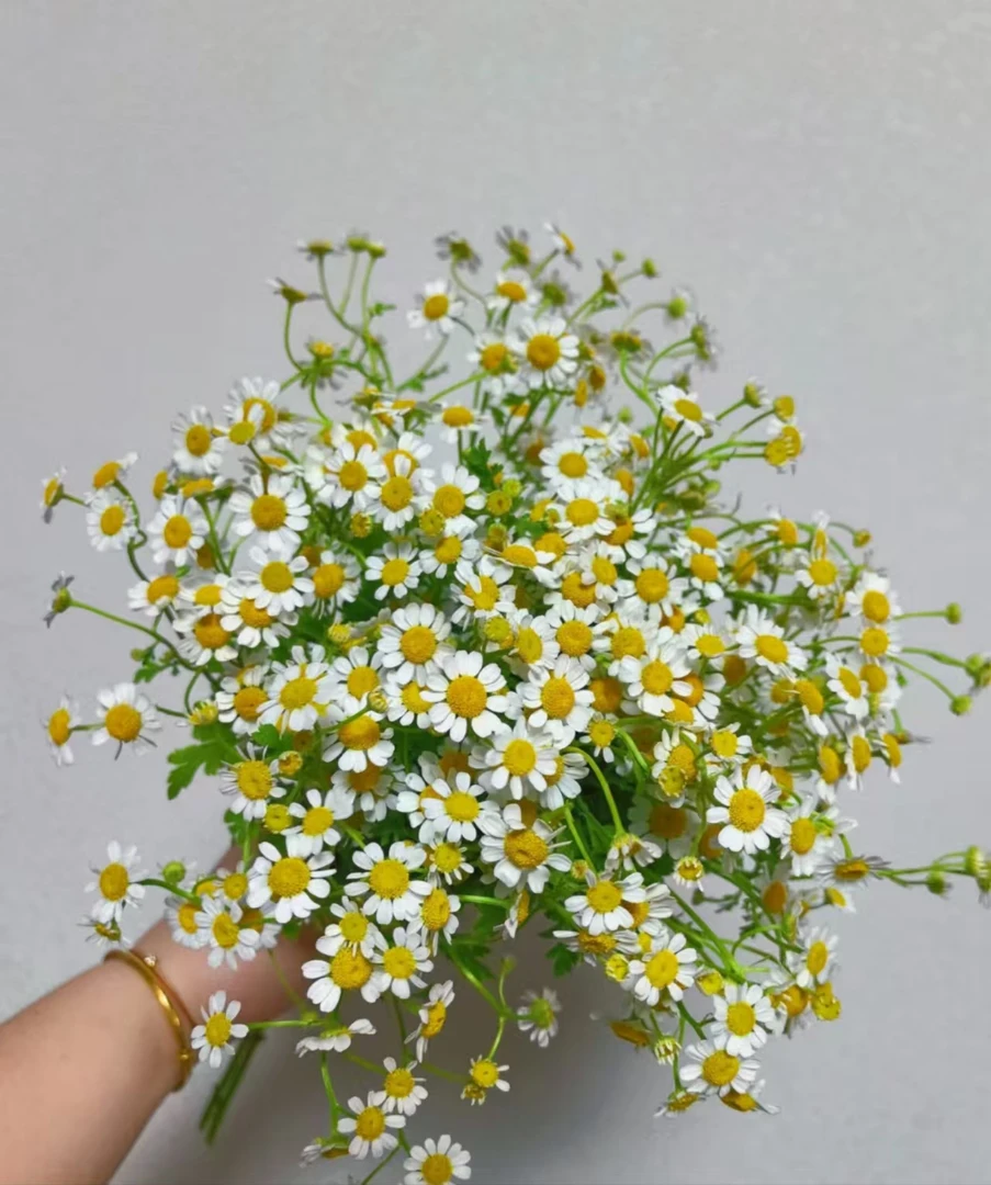 【洋洋专属】洋甘菊 云南基地直发