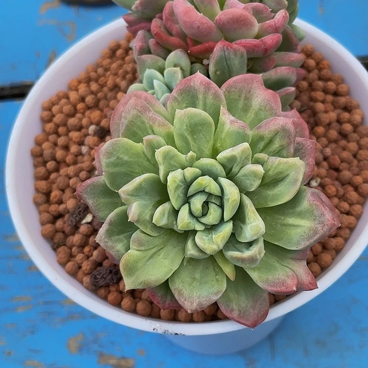 一物一拍奶油美人石化