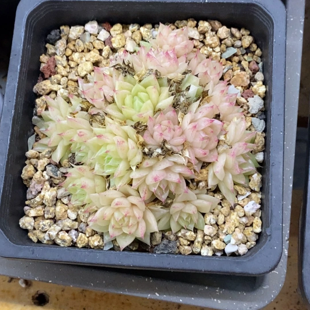 精品多肉一物一拍不包整374