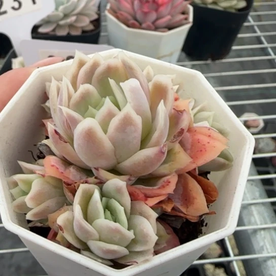 159冰片锦一物一拍多肉