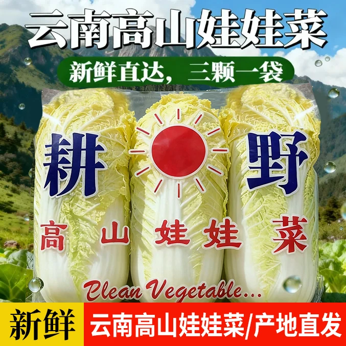 云南高原露天新鲜黄心娃娃菜产地直销现摘现卖