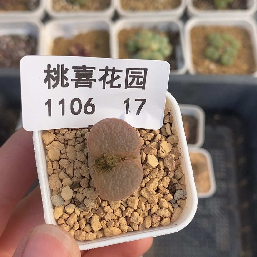我***看106-17-风铃福利。