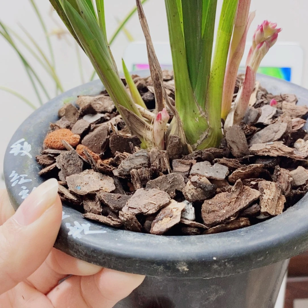 桃***子当前无花栽培后可以开花