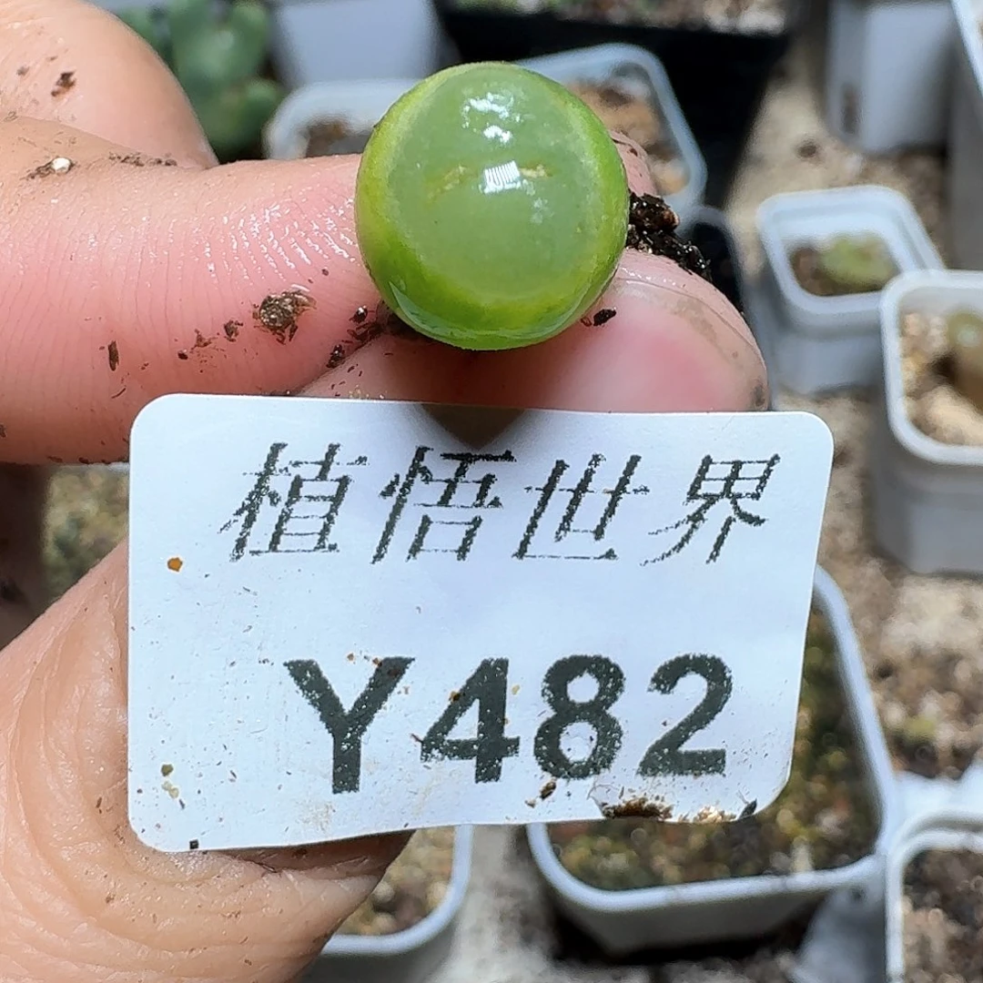 482盒多肉植物哇cv