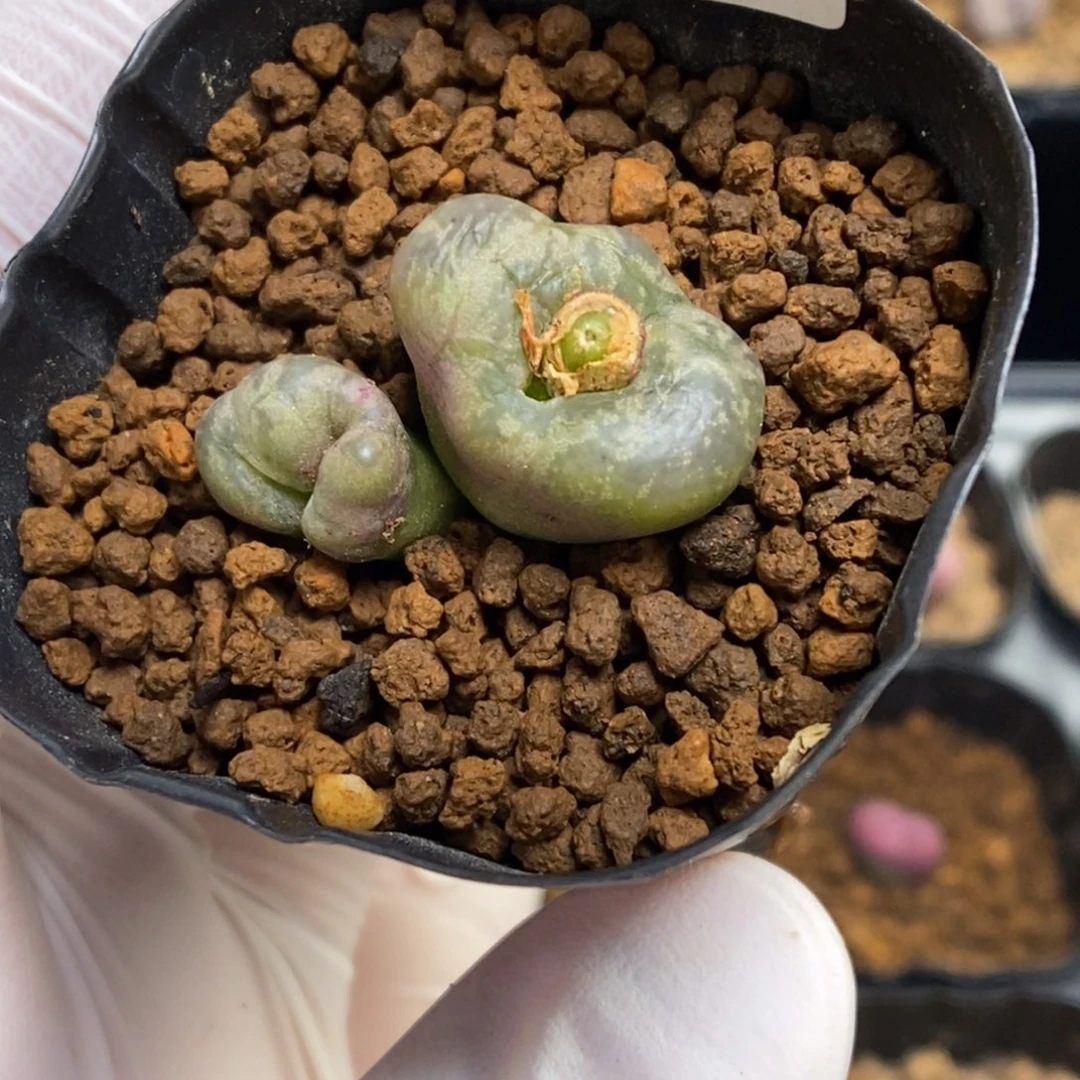 多肉植物肉锥杂交K-4603 缀化