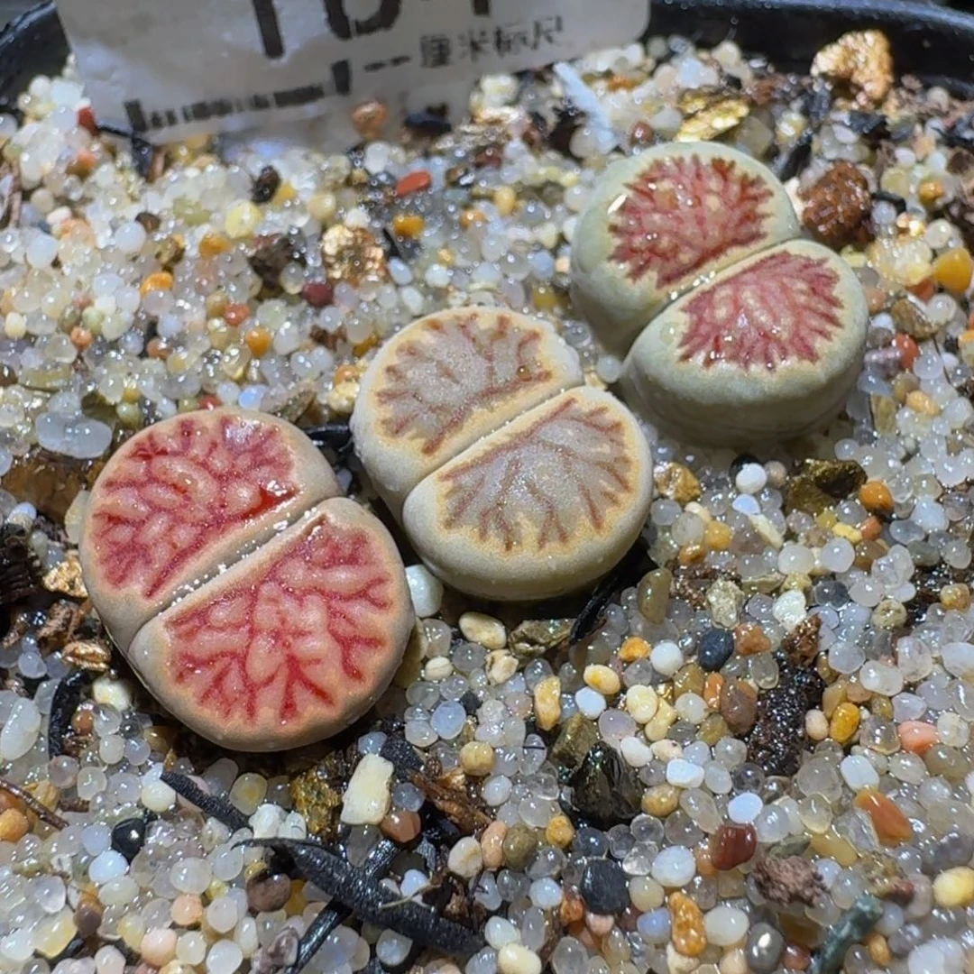 Ssssss便宜清货出184