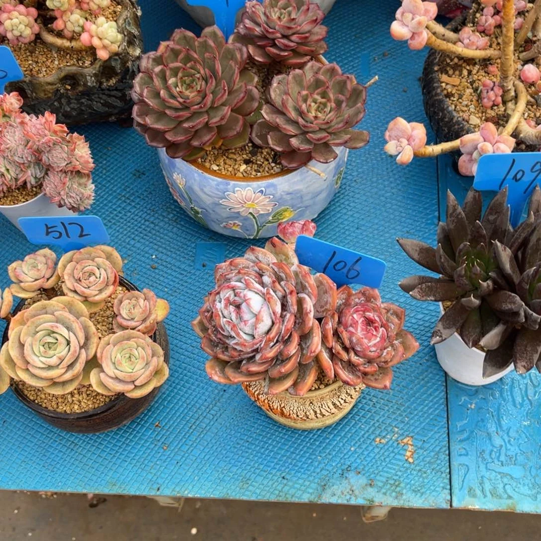 好**宋106橙子多肉植物