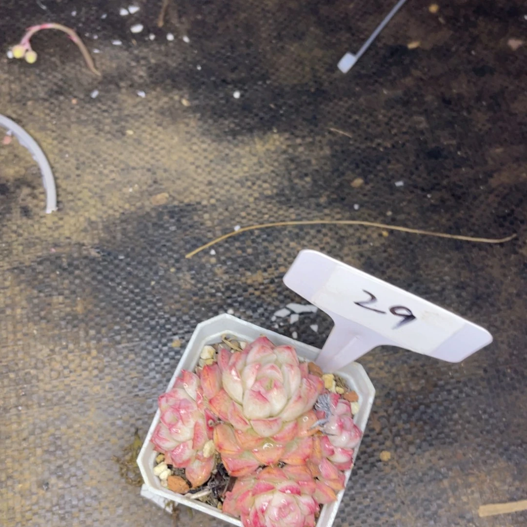 29 一物一拍 精品