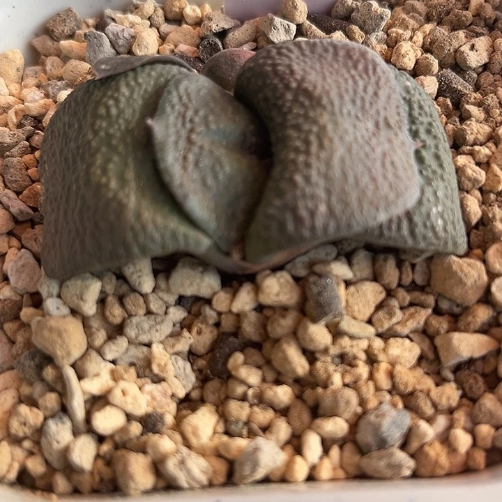 2021脱土发货111111111