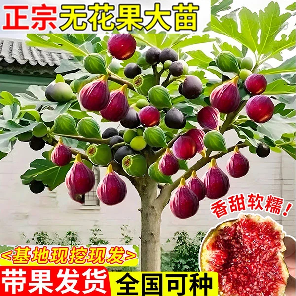 格外迷直播福利 无花果树苗 一物一拍