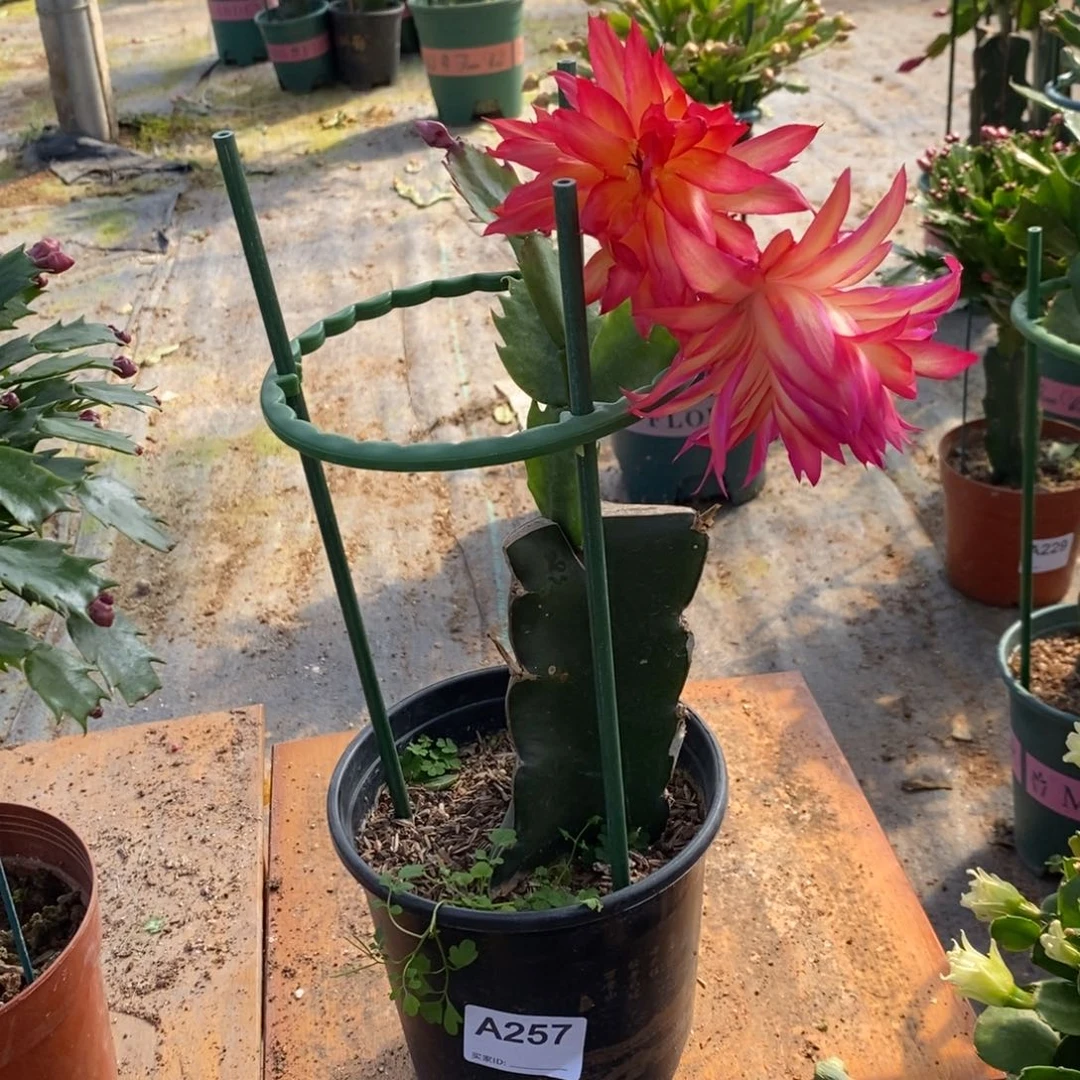 @***ﾉ完全开放257嫁接083