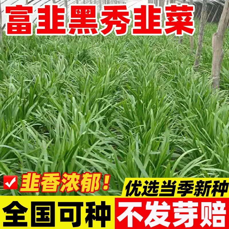 -/龙小幺适合苗秧苗-龙紫根宽叶韭菜根室内阳台/盆栽蔬菜四季
