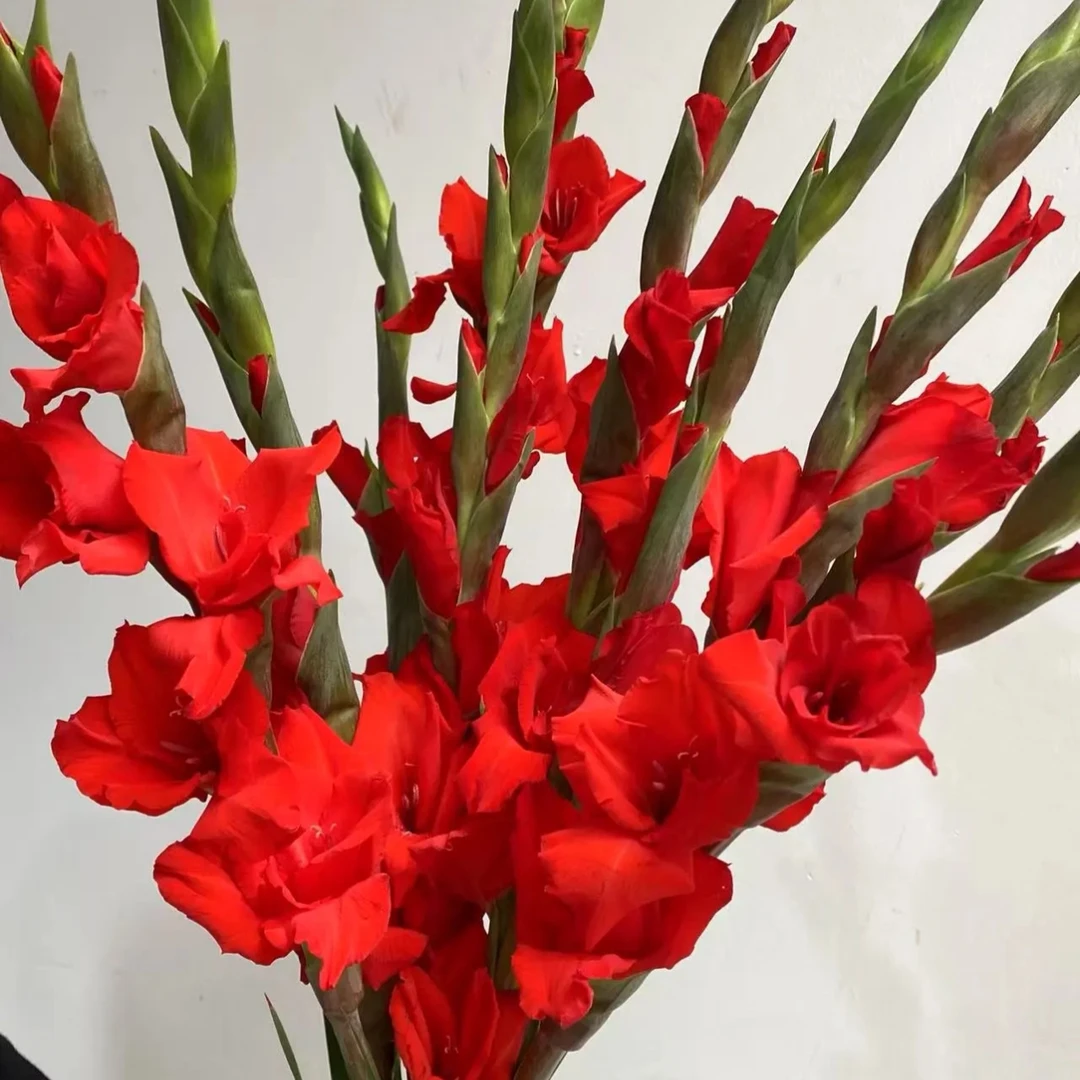 【大红色剑兰】全店拍任意2单以上鲜花升级顺丰