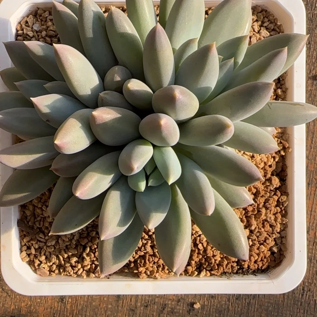 多肉植物哥特萝莉