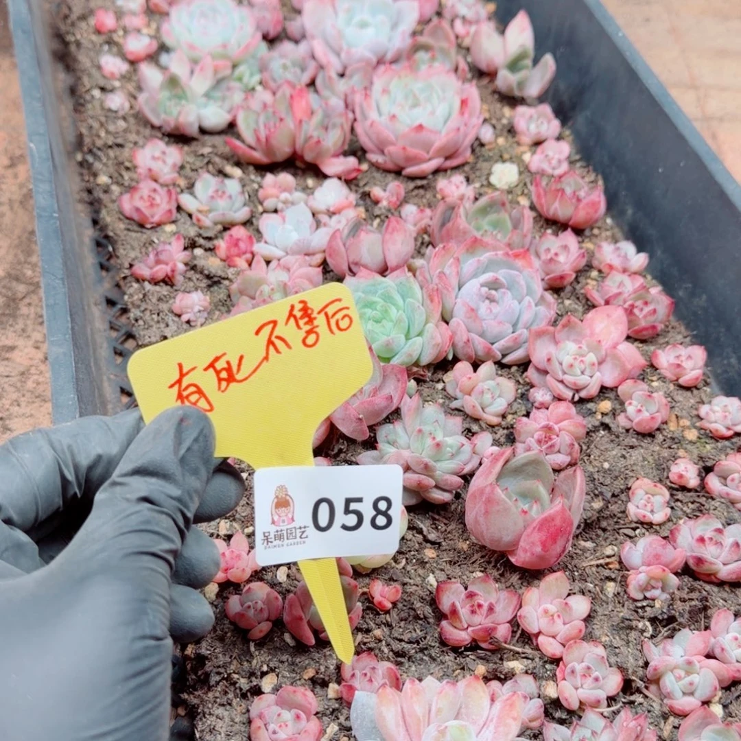 芽***呀多肉植物多肉植物