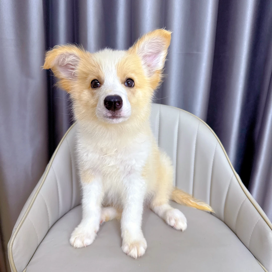 金色边境牧羊犬弟弟金边活体宠物狗