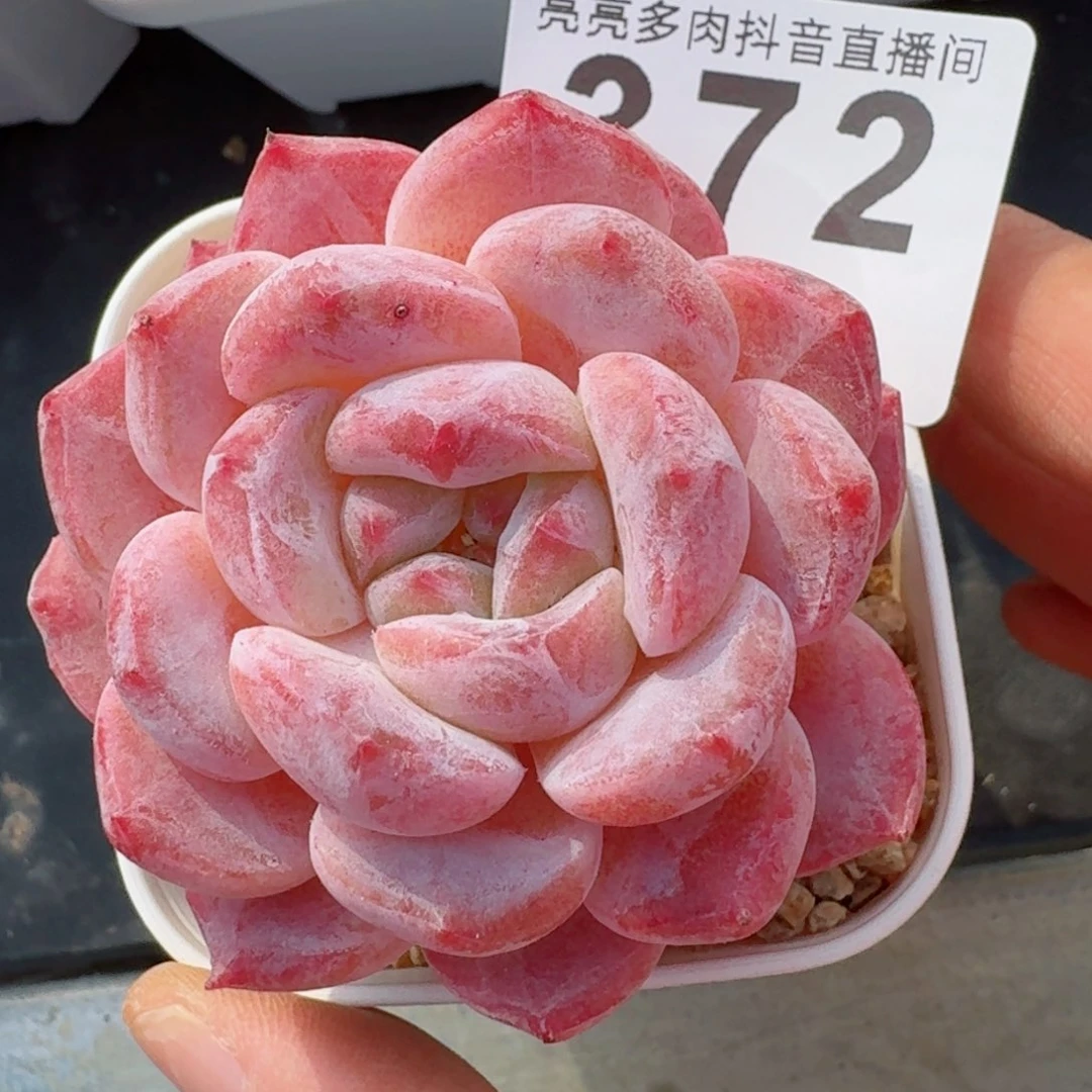 冰魄         精品多肉