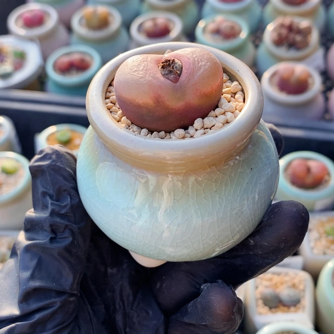 4482-1-一物一拍 带盆