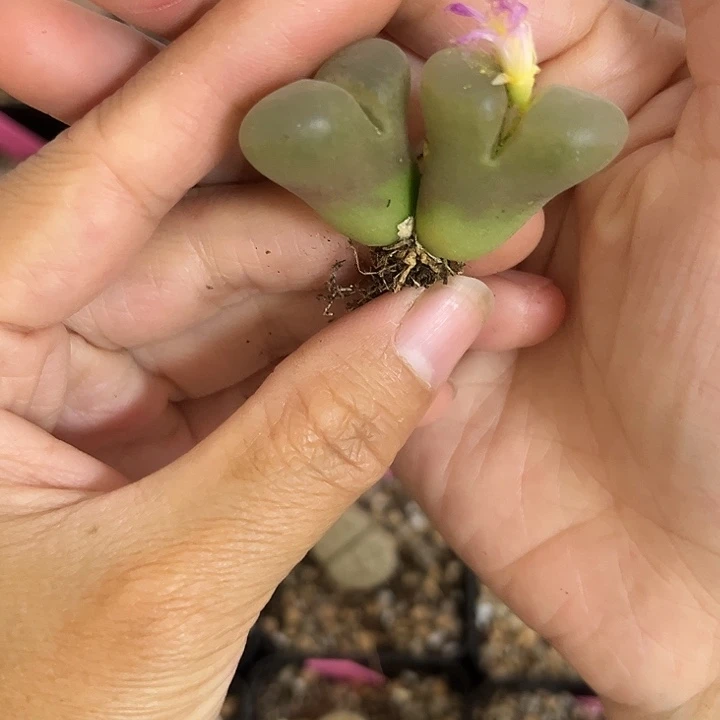 6 号 满28包邮 脱土发