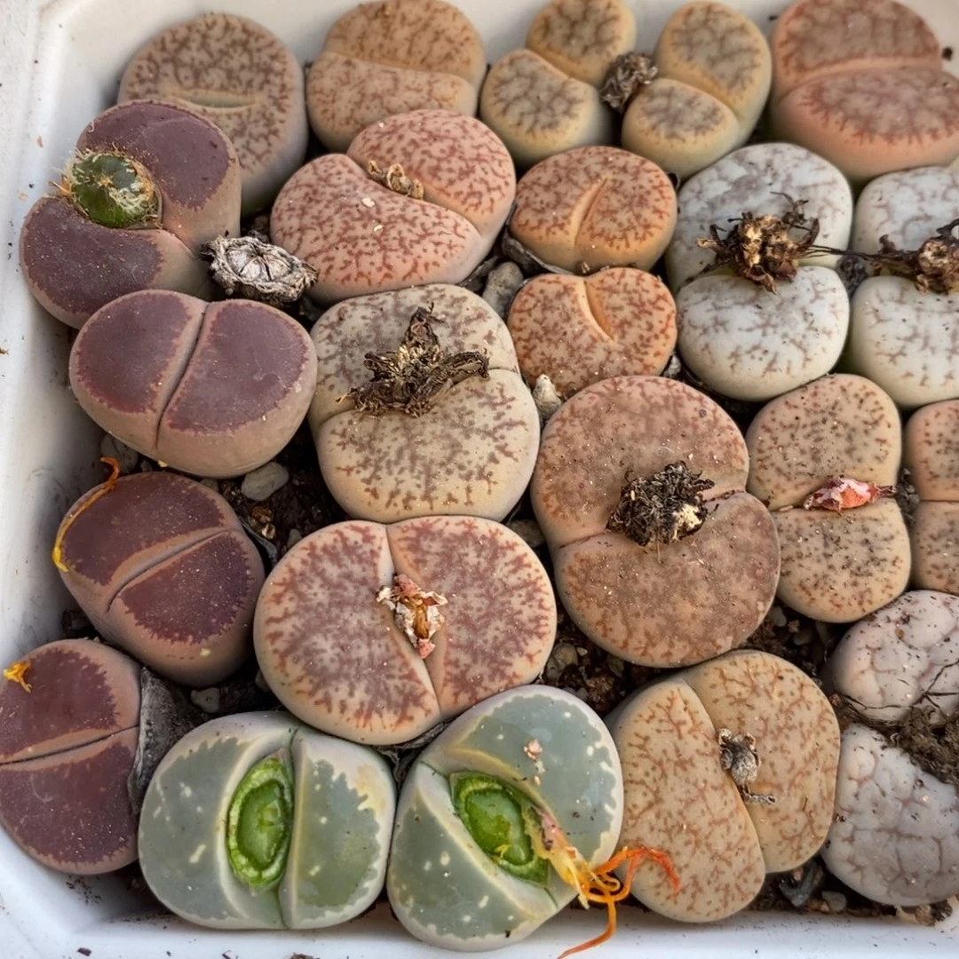 25 直播间一物一拍