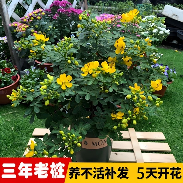 黄金梅盆栽耐寒木本植物阳台庭院花园多年生花卉露天室外花卉