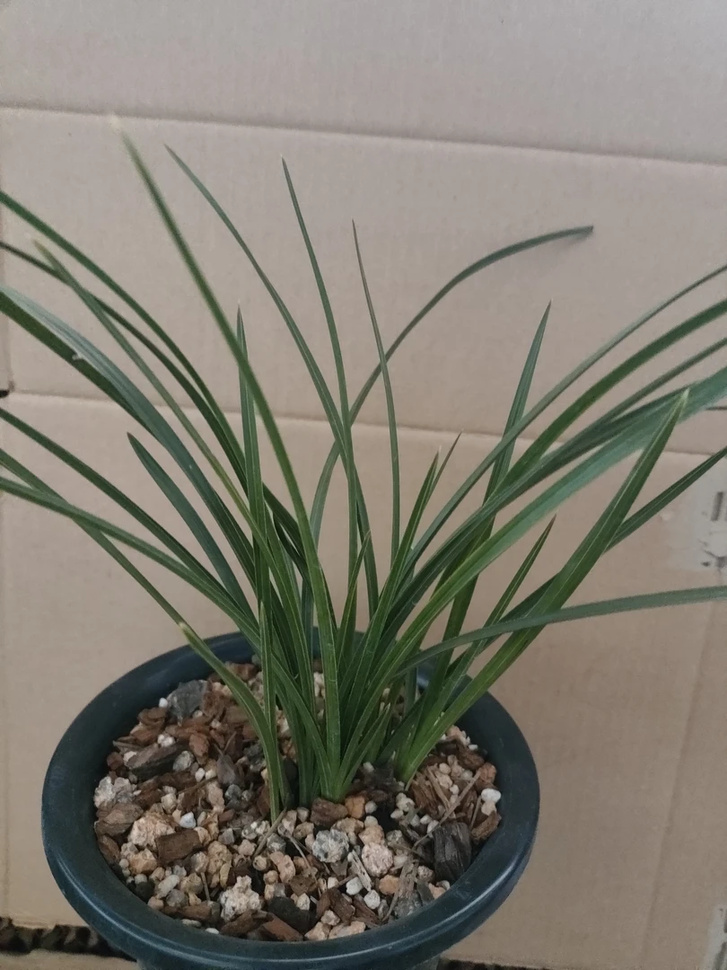 叶型草兰花蕙兰春兰绿植