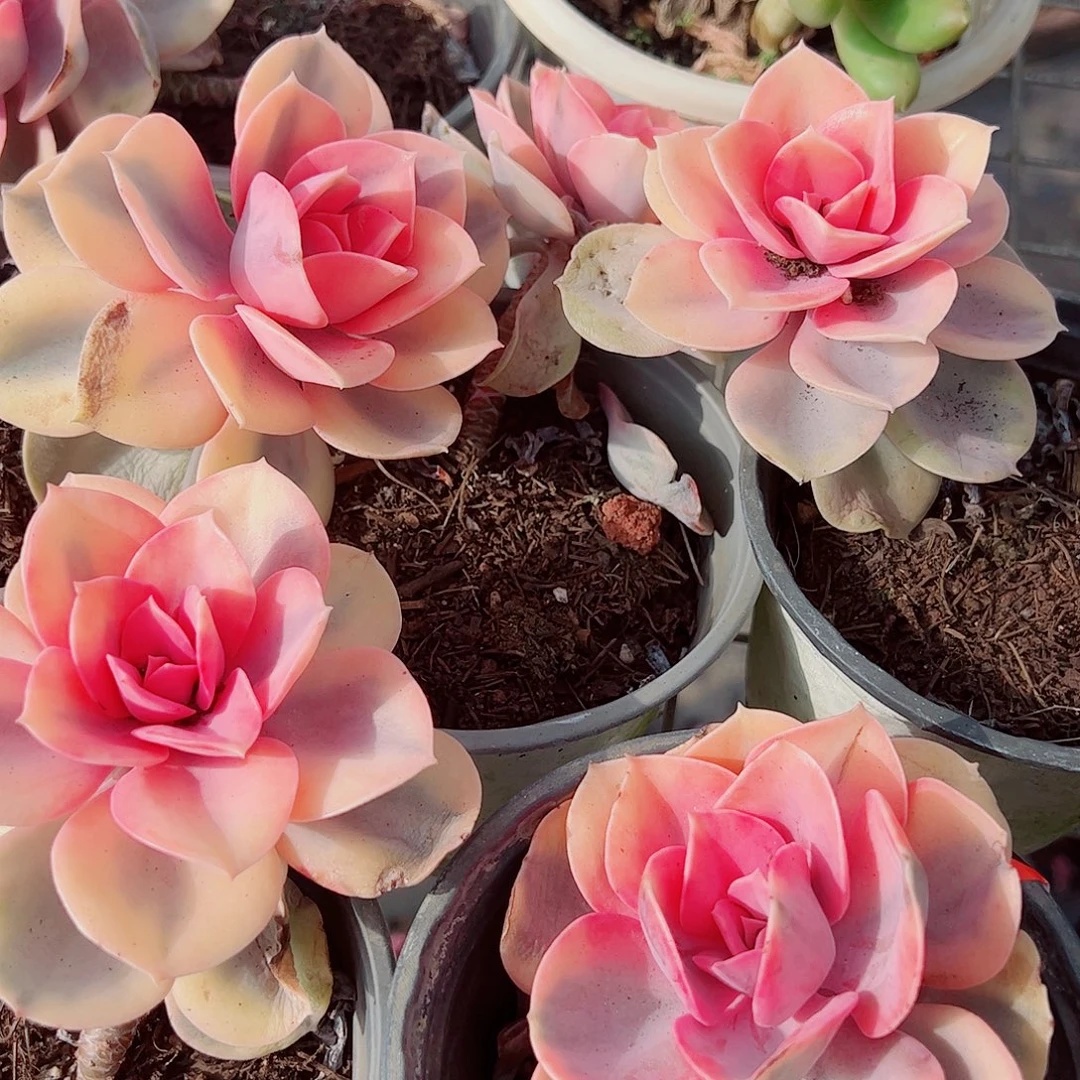 彩虹大单头精品特价二盆