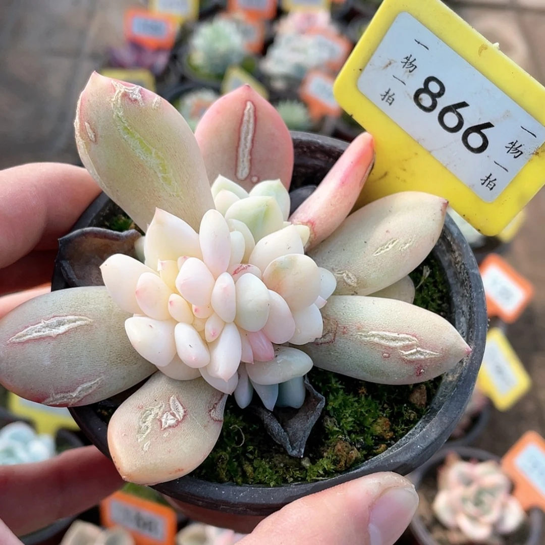 【闪购商品】866号