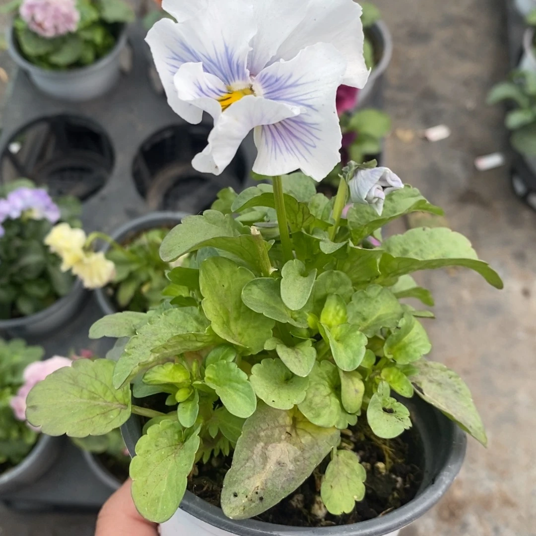 完全开放0028号不售后