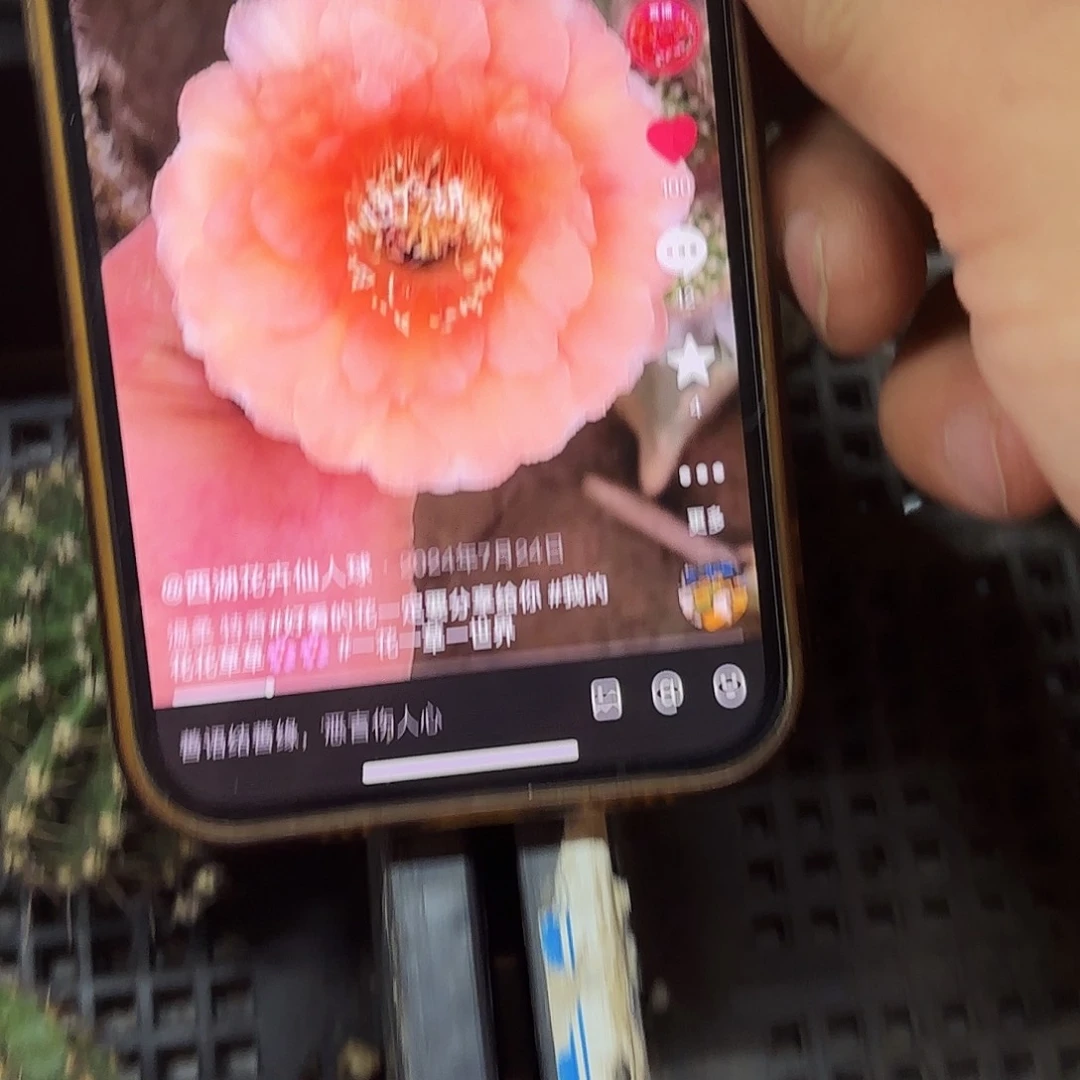 温柔彩侧牙20包邮