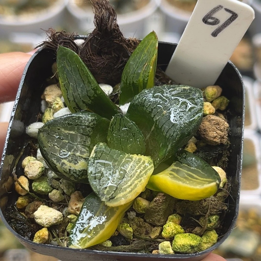 67原始冰河寿锦福利专场