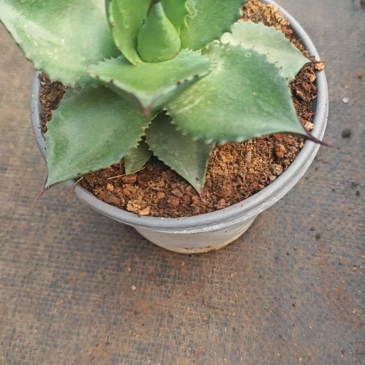 萨洛蒙精品龙舌兰