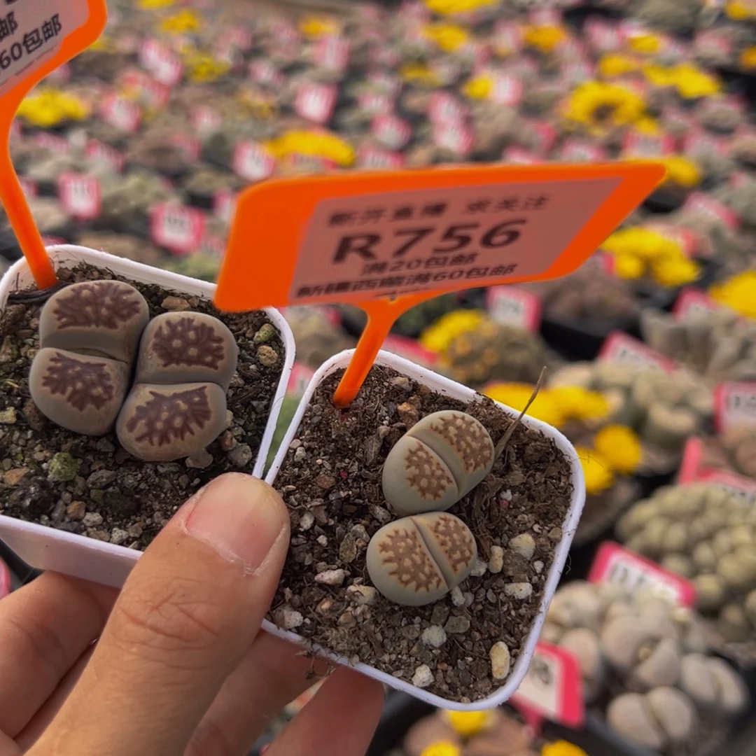 755.756 生石花大群生一物一拍