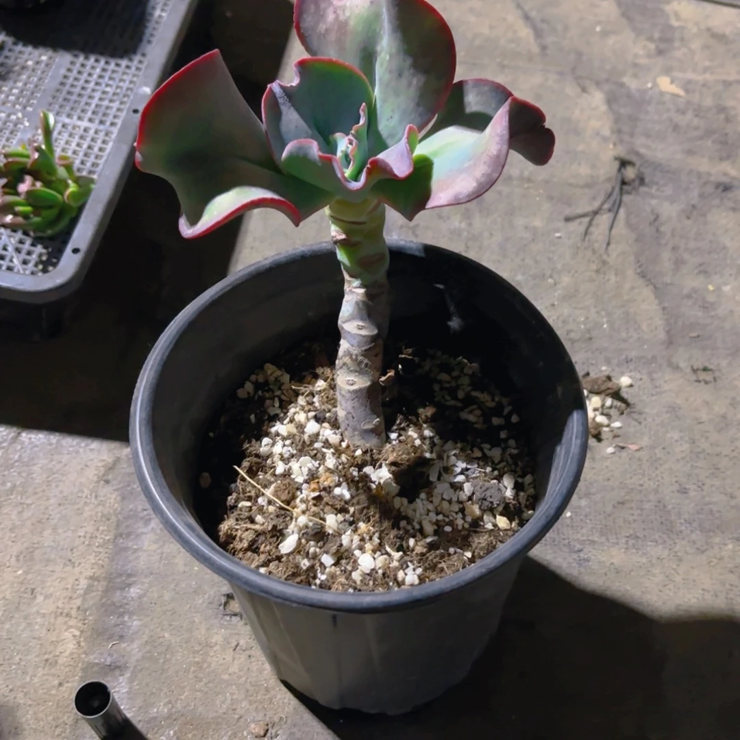 包包菜老桩新疆包邮