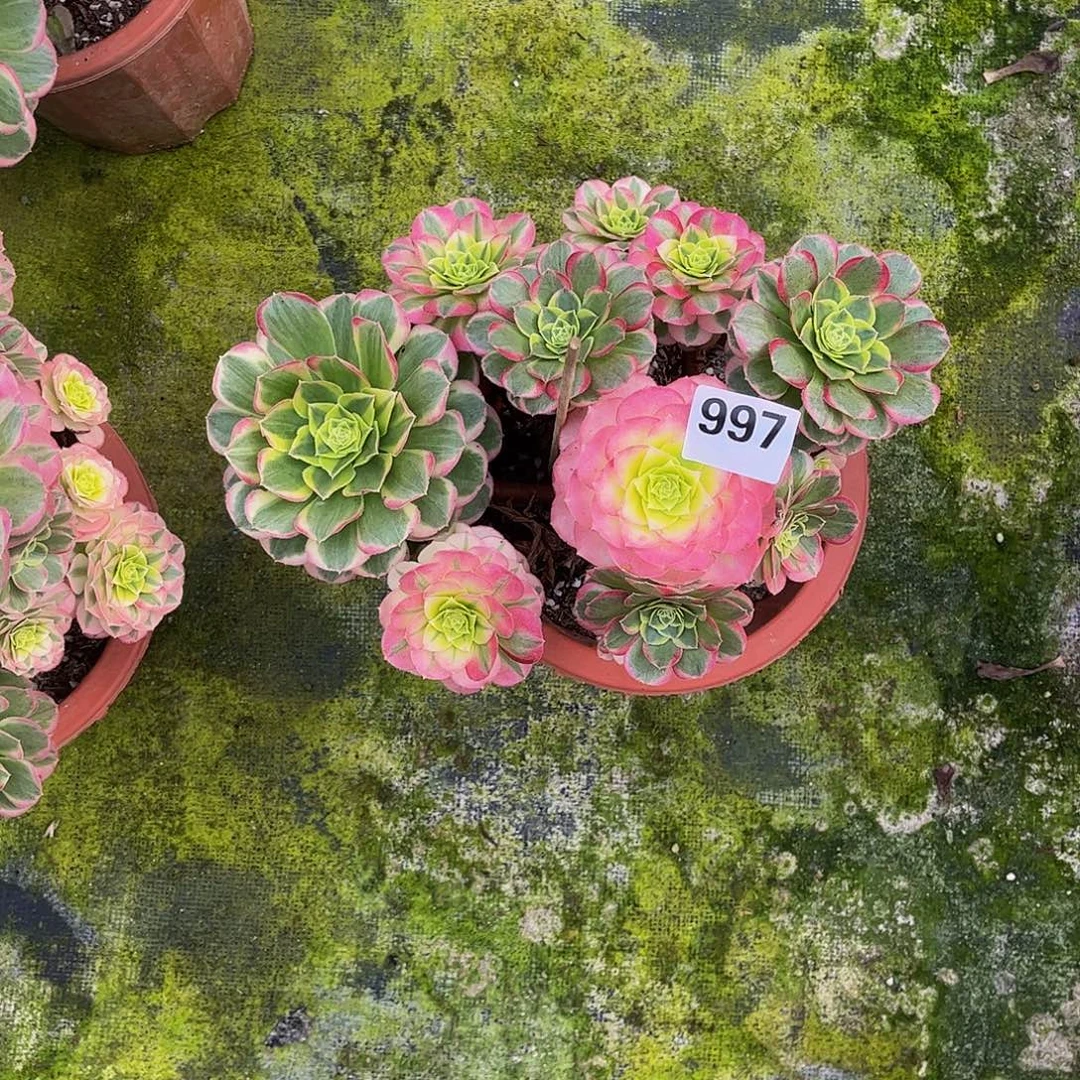 用***6多肉水中月000000997