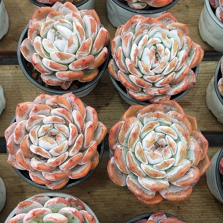 单头  橙梦露  福利