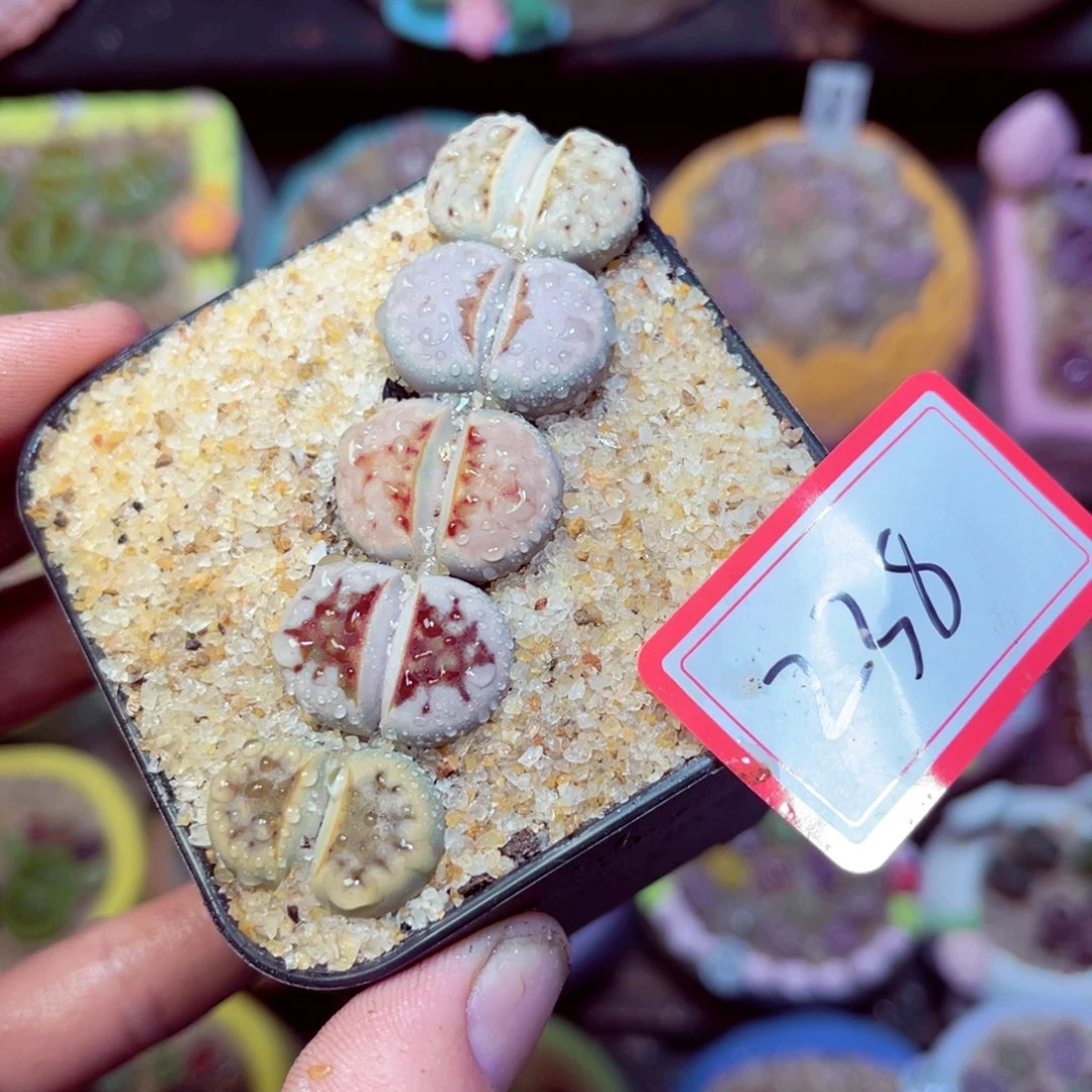 238生石花带盆发1