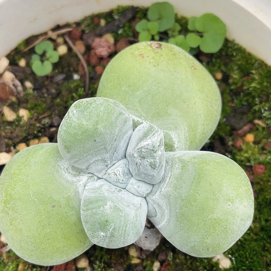 花朵红拇指单头1071