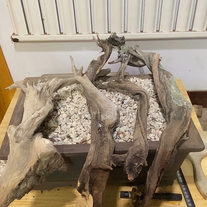 海***钓柏木（崖柏）崖柏根雕天然艺术