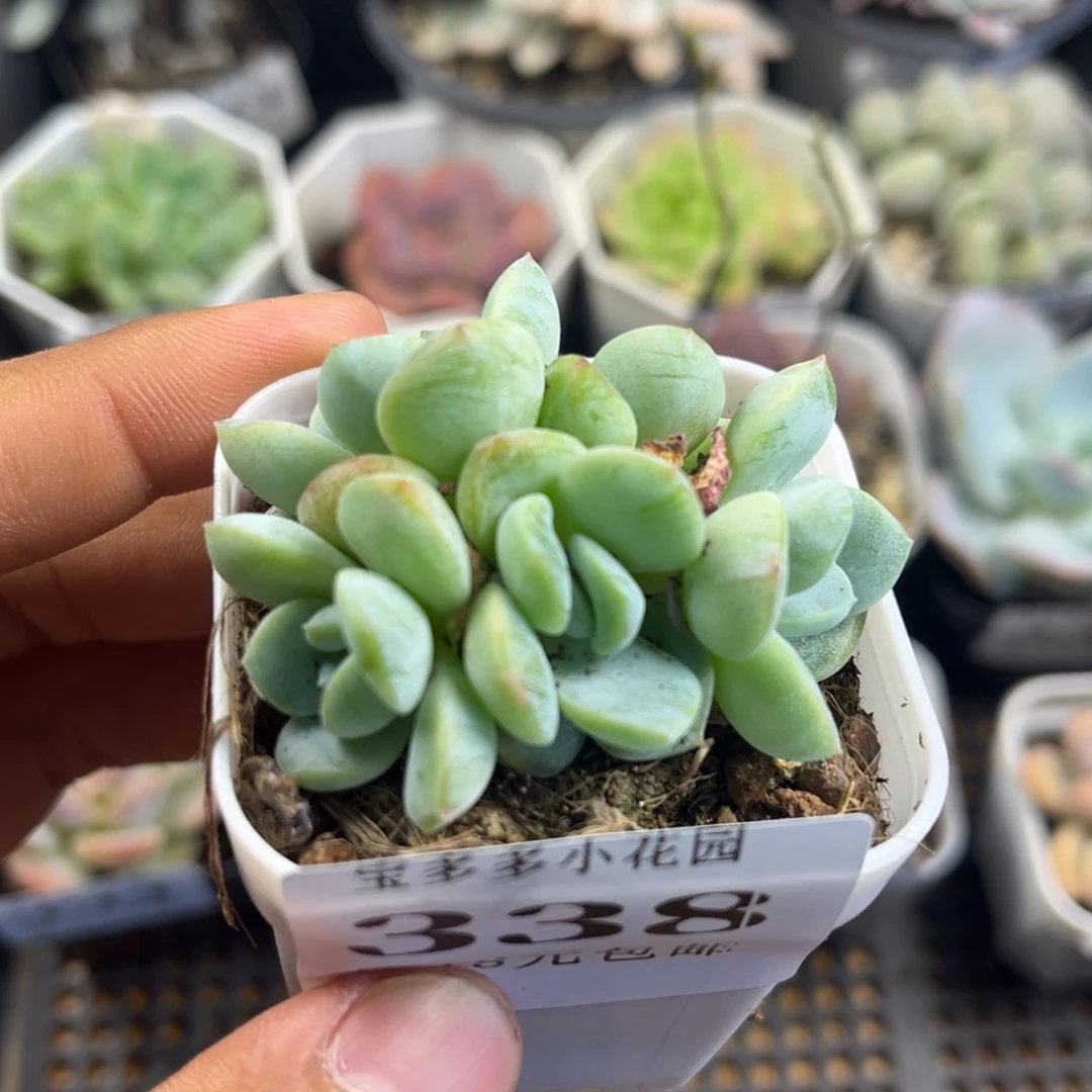五头糖心到手一颗满18包邮满26送一颗精品小肉肉