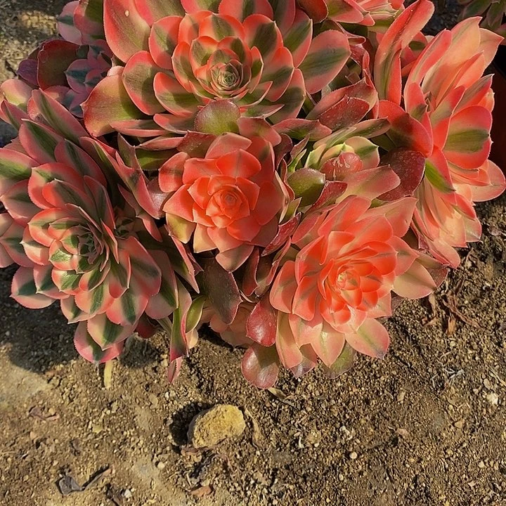 多肉香妃029多肉