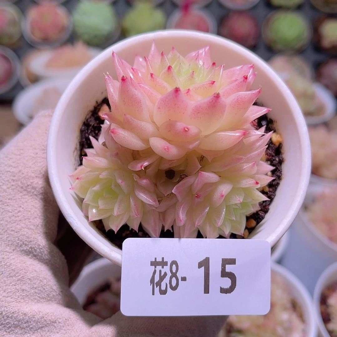 花利美8-15幻影群生