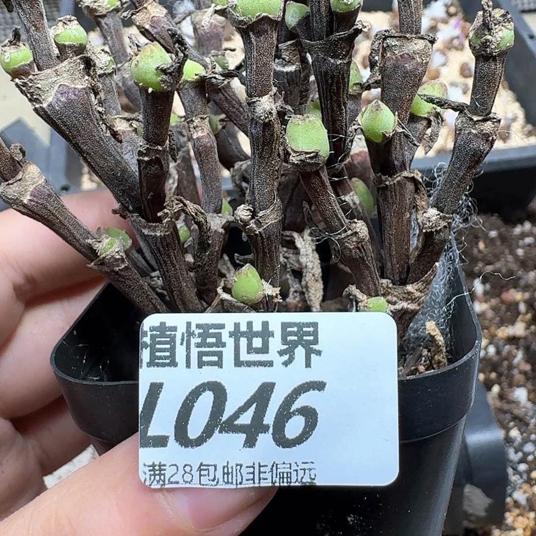 多肉植物的润泽地方