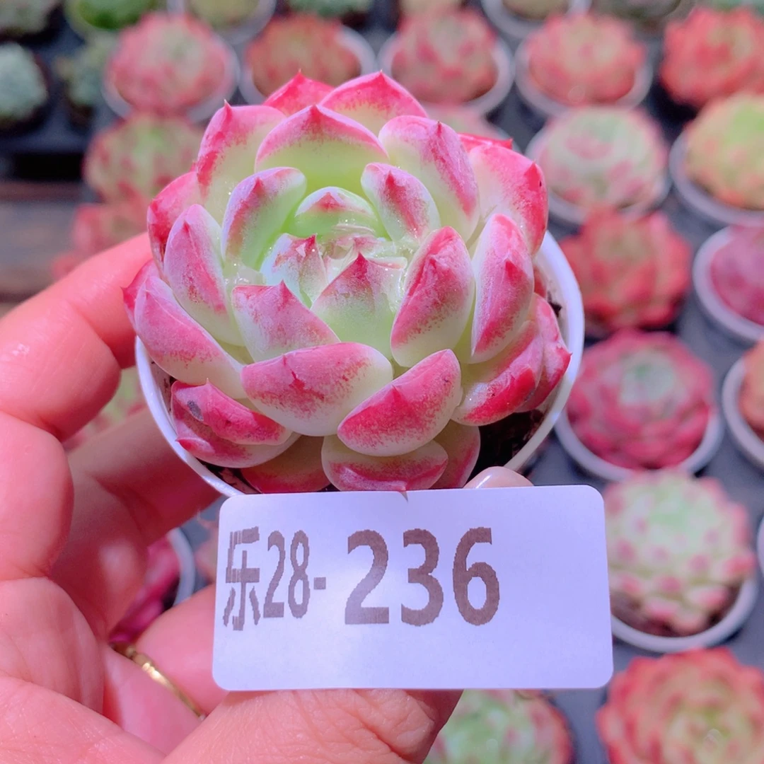 乐然28-236 新品单头