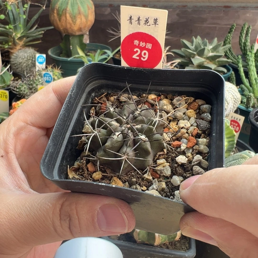 实生紫皮素妆玉3.8cm