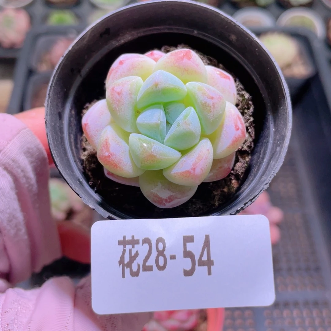 花利美28-54冰玉单头