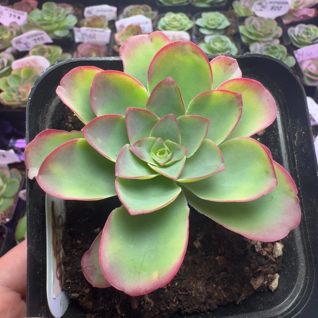 楹楹-96冠幅  7cm