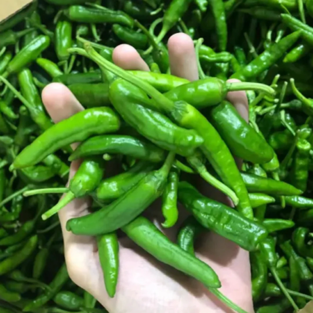 【樟树港辣椒】湖南湘西露天种植樟树港辣椒