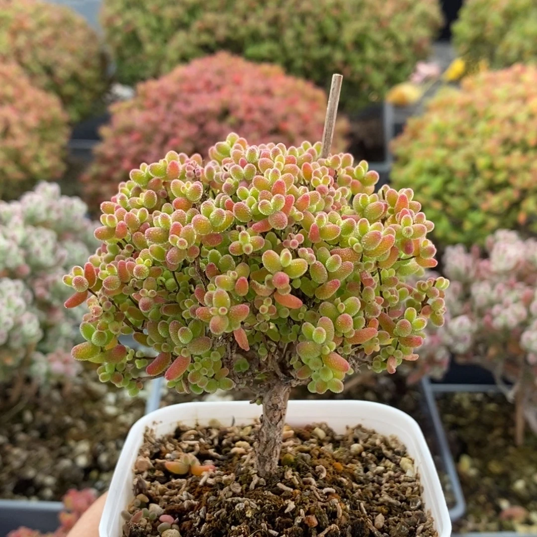 蜜橘糖球3502枝干番杏